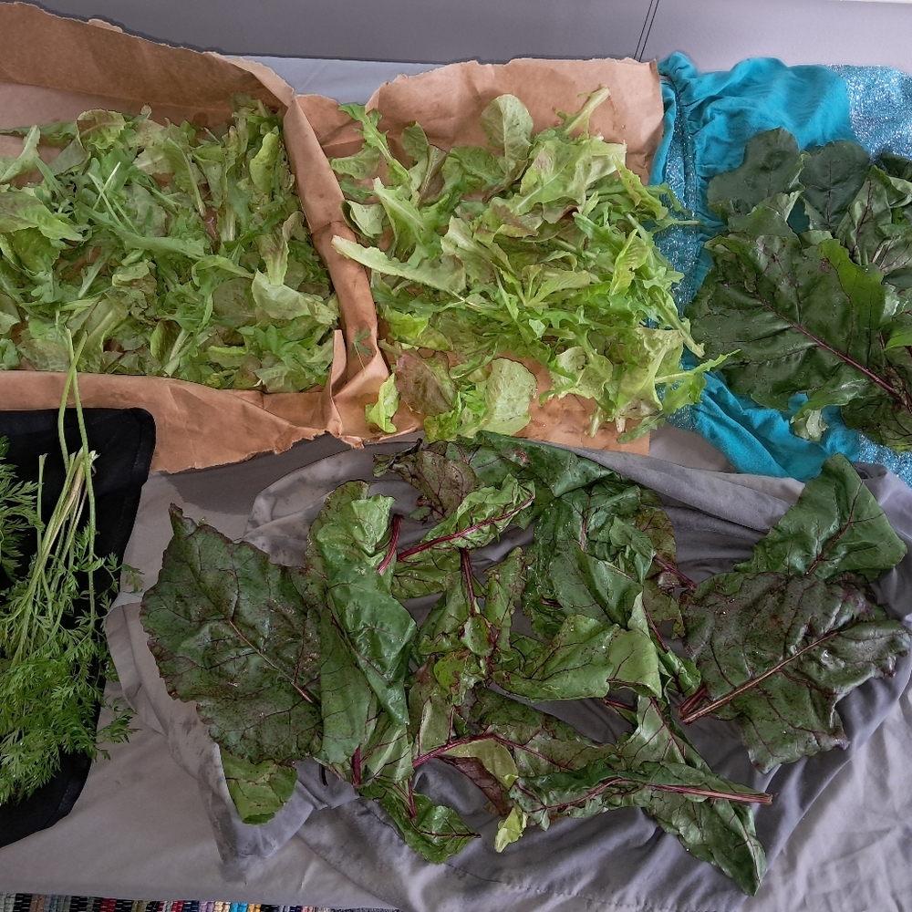 Garden DONATION Non GMO Seeds And  gift for your support. - Picture 5 of 16